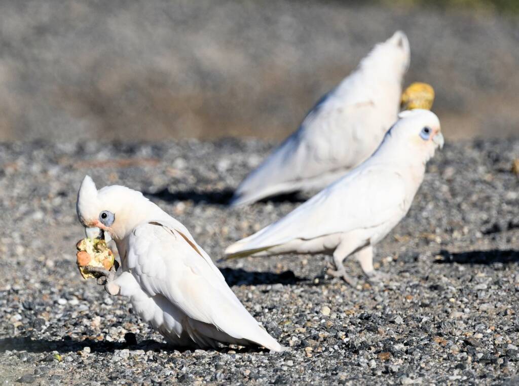 Little Corella (Cacatua sanguinea), Alice Springs Ponds © Dorothy Latimer
