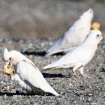 Little Corella (Cacatua sanguinea), Alice Springs Ponds © Dorothy Latimer