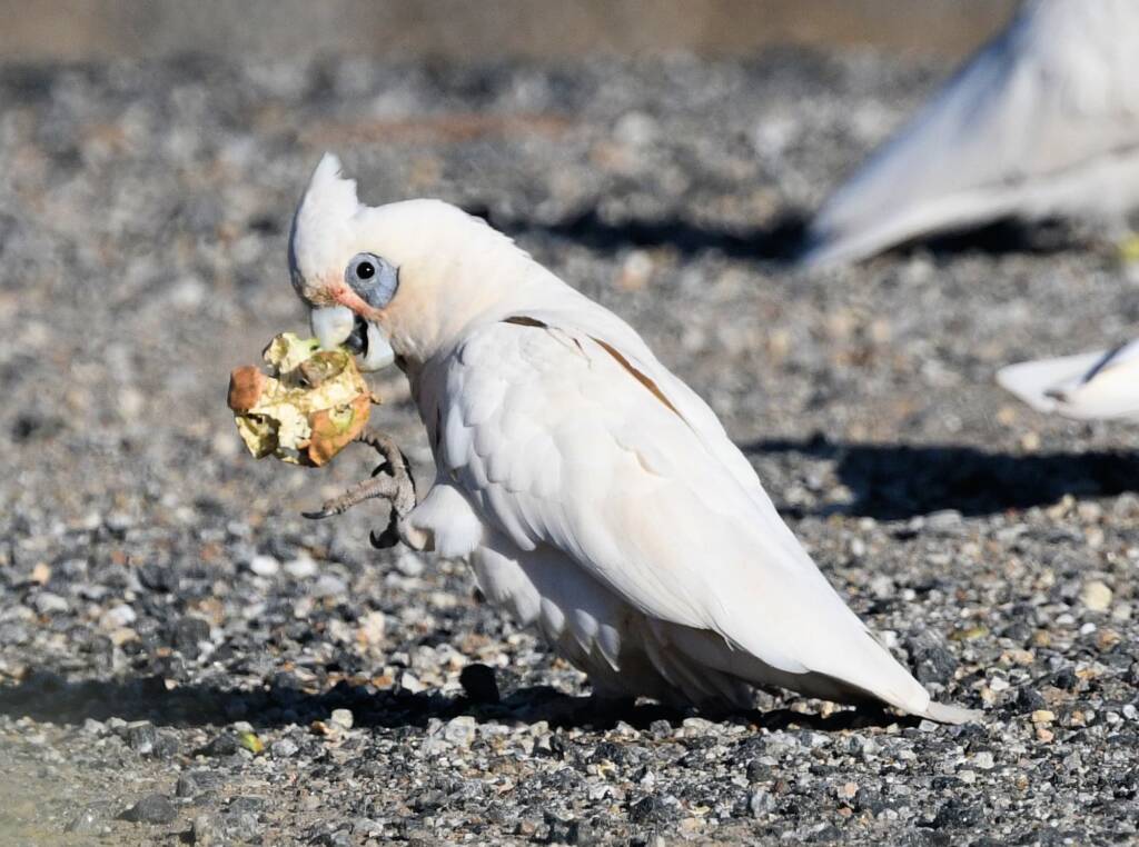 Little Corella (Cacatua sanguinea), Alice Springs Ponds © Dorothy Latimer