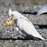 Little Corella (Cacatua sanguinea), Alice Springs Ponds © Dorothy Latimer