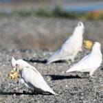 Little Corella (Cacatua sanguinea), Alice Springs Ponds © Dorothy Latimer