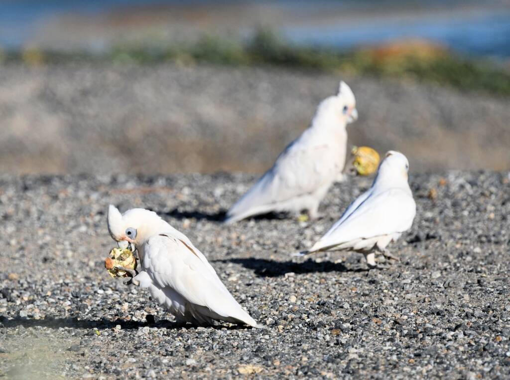 Little Corella (Cacatua sanguinea), Alice Springs Ponds © Dorothy Latimer