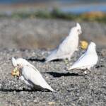 Little Corella (Cacatua sanguinea), Alice Springs Ponds © Dorothy Latimer