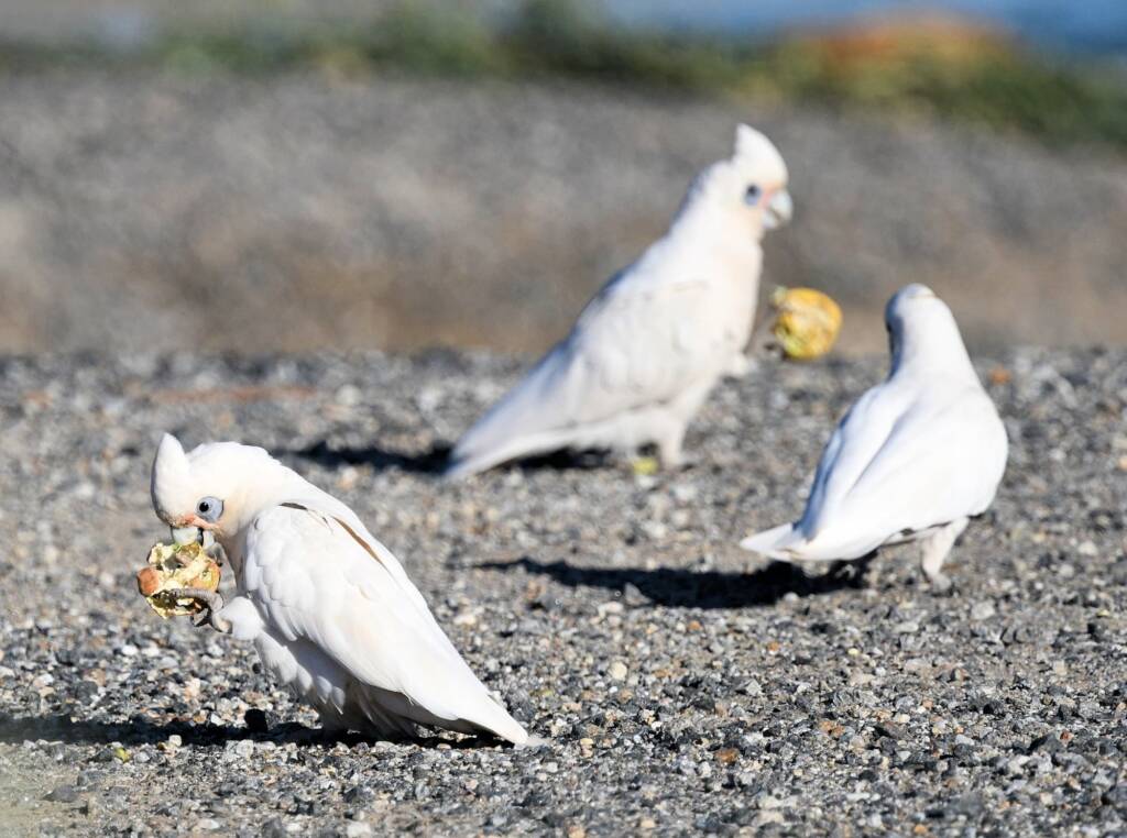 Little Corella (Cacatua sanguinea), Alice Springs Ponds © Dorothy Latimer