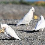 Little Corella (Cacatua sanguinea), Alice Springs Ponds © Dorothy Latimer