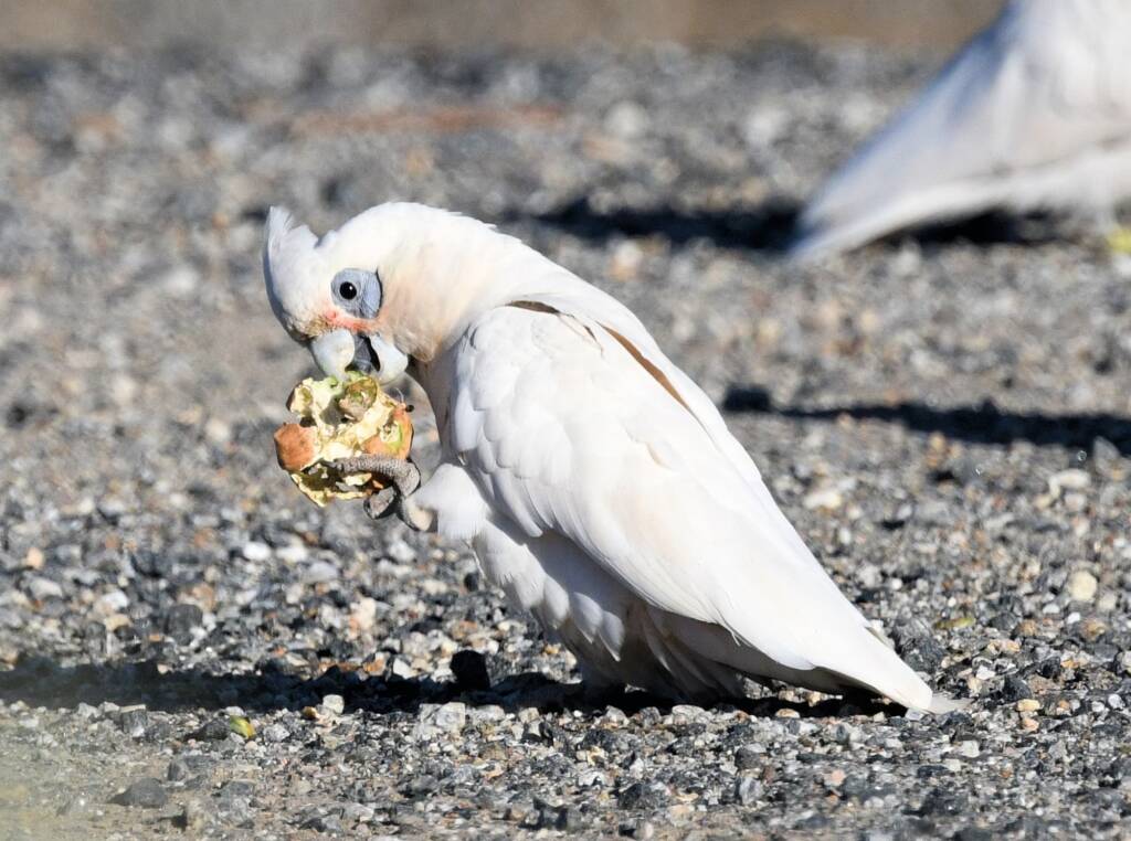 Little Corella (Cacatua sanguinea), Alice Springs Ponds © Dorothy Latimer