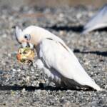Little Corella (Cacatua sanguinea), Alice Springs Ponds © Dorothy Latimer
