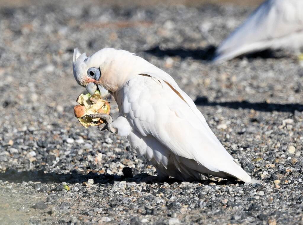 Little Corella (Cacatua sanguinea), Alice Springs Ponds © Dorothy Latimer