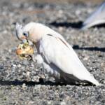 Little Corella (Cacatua sanguinea), Alice Springs Ponds © Dorothy Latimer