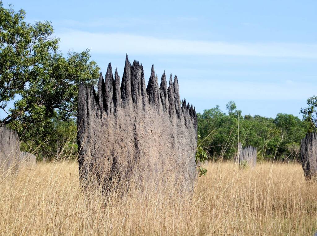 Magnetic Termite Mound, Dundee area, NT © Jenny Purdie