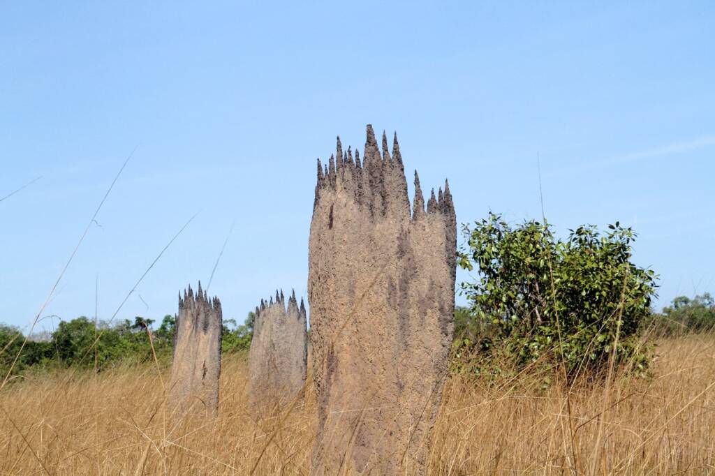 Magnetic Termite Mound, Dundee area, NT © Jenny Purdie