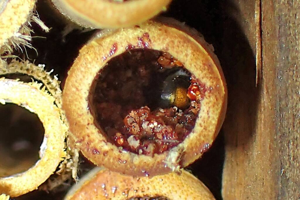Megachile sp nesting © Gary Taylor