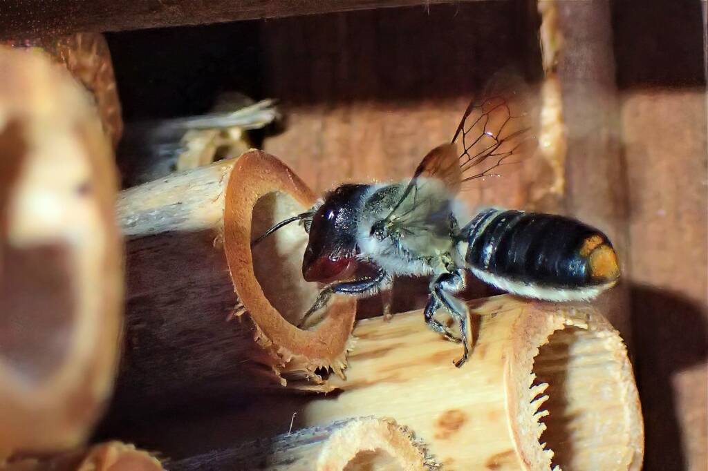 Megachile sp nesting © Gary Taylor