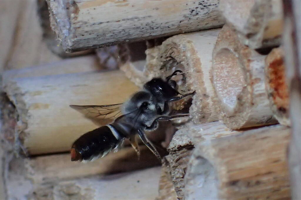 Megachile canifrons © Gary Taylor