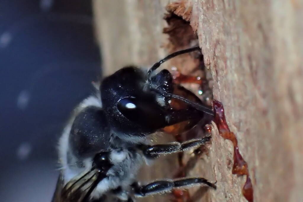 Megachile canifrons © Gary Taylor