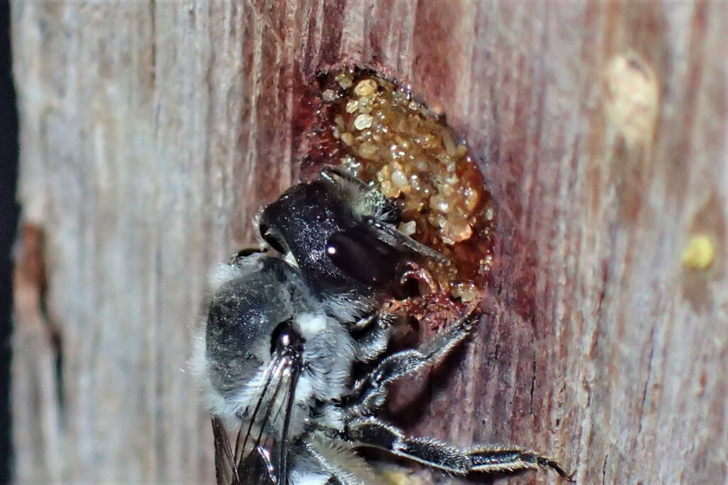 Megachile canifrons © Gary Taylor