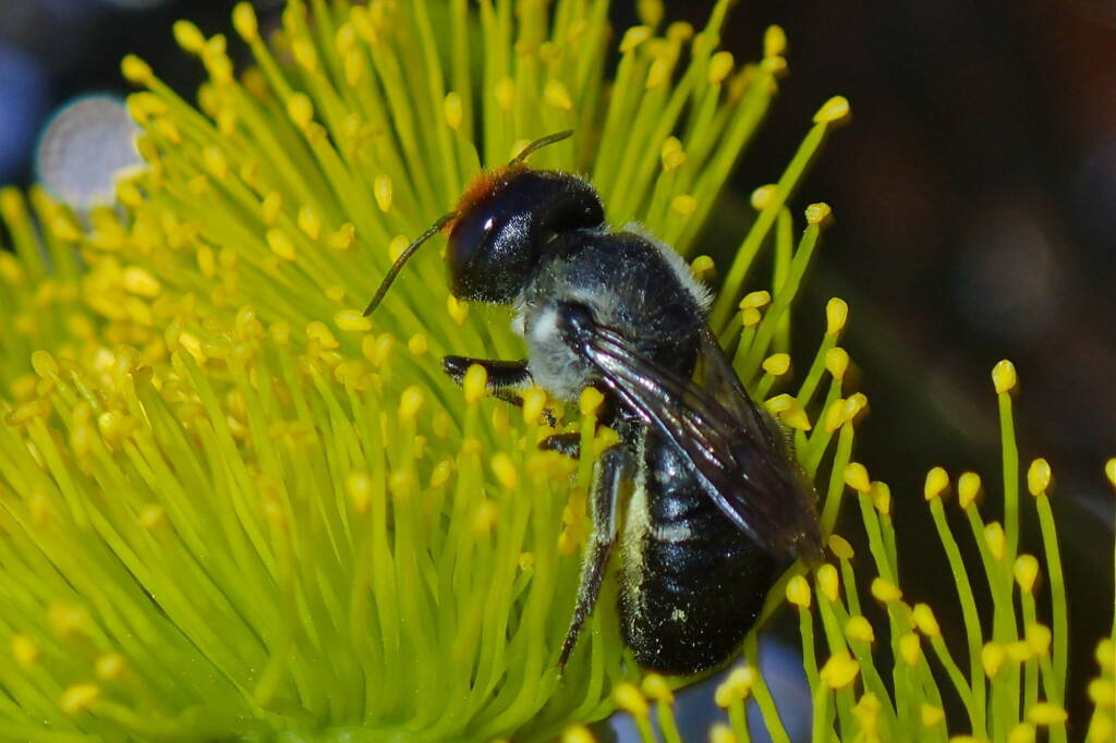 Megachile erythropyga, Midwest WA © Gary Taylor