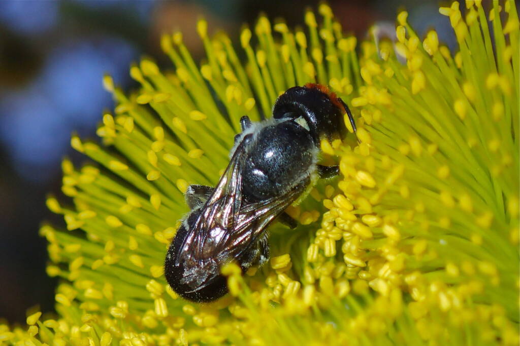Megachile erythropyga, Midwest WA © Gary Taylor