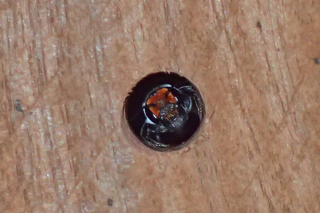 Nesting Megachile erythropyga, Midwest WA © Gary Taylor