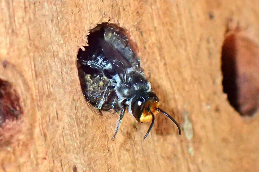 Megachile erythropyga emerging out of the nest © Gary Taylor