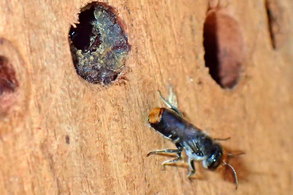 Megachile erythropyga emerging out of the nest © Gary Taylor