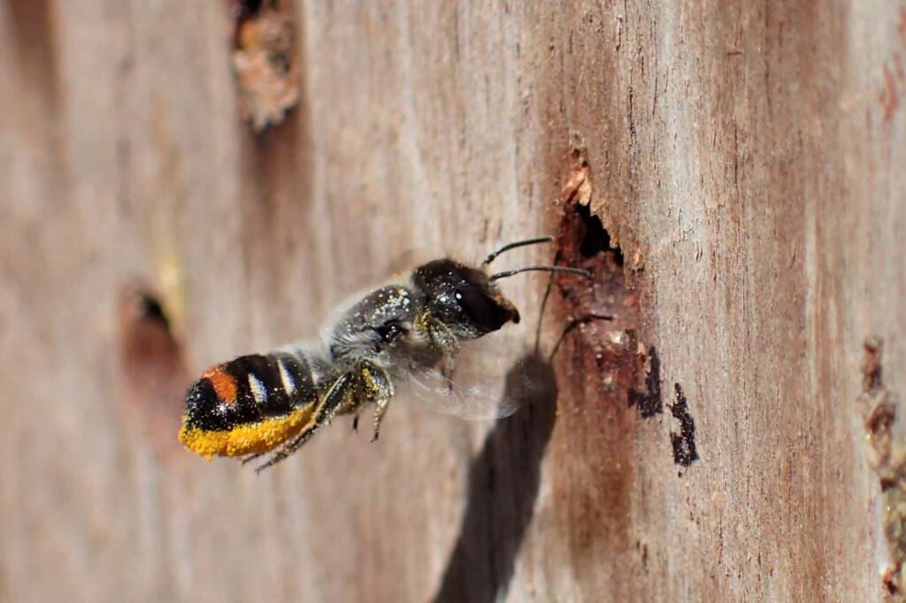 Megachile (Thaumatosoma) duboulaii, Geraldton, Midwest WA © Gary Taylor