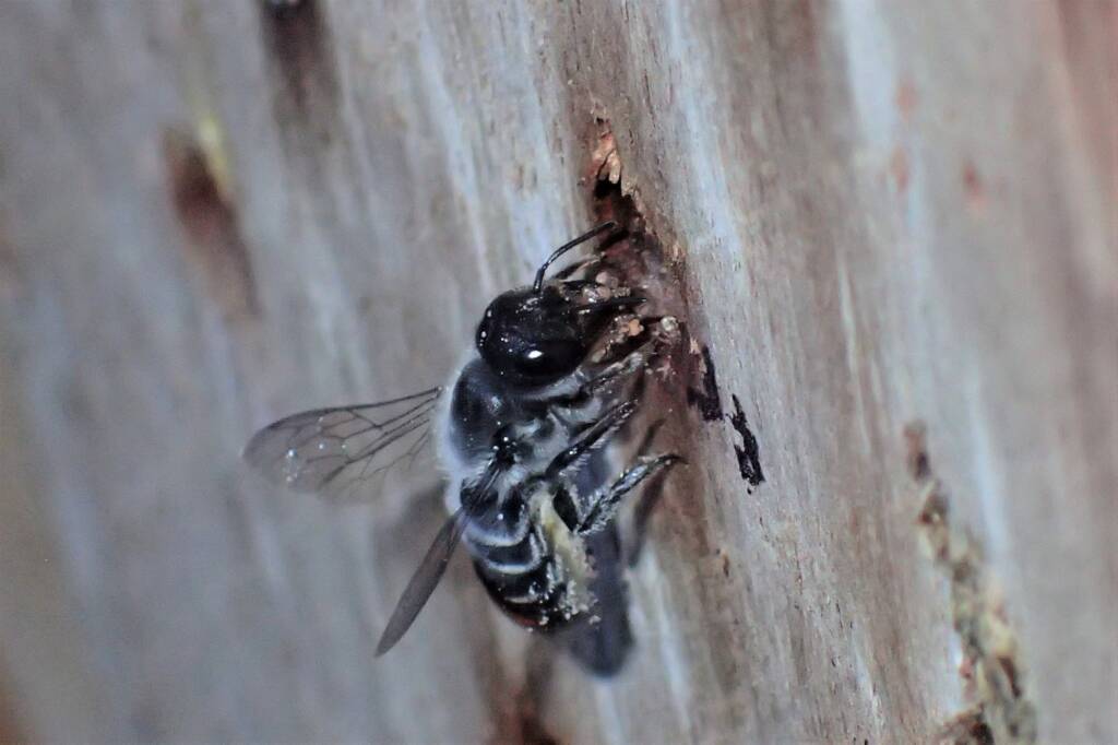 Megachile (Thaumatosoma) duboulaii, Geraldton, Midwest WA © Gary Taylor