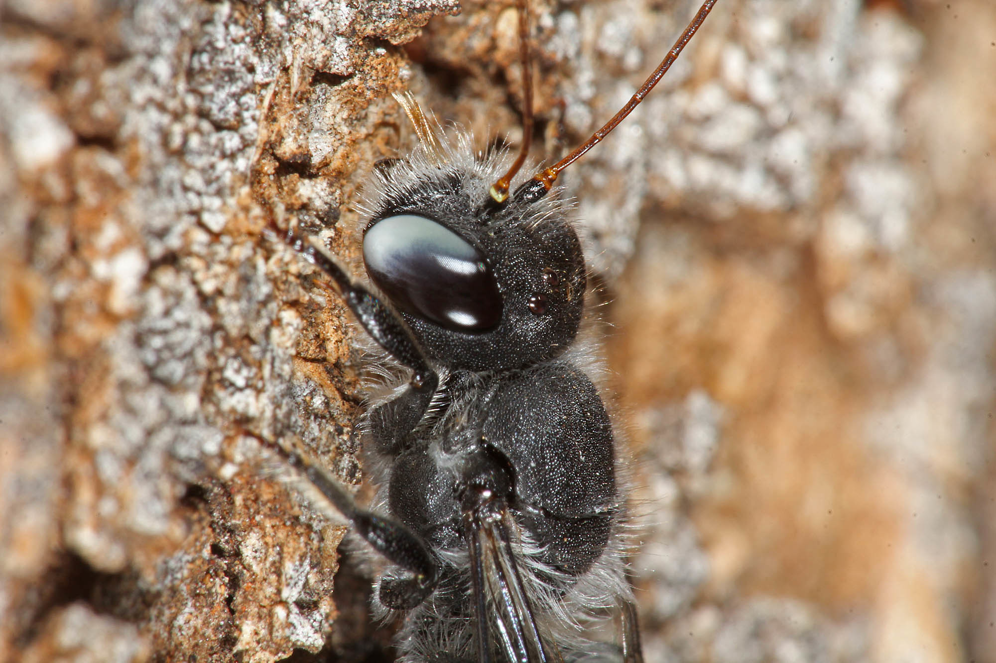 Megachile (Thaumatosoma) remeata, Murchison WA © Marc Newman