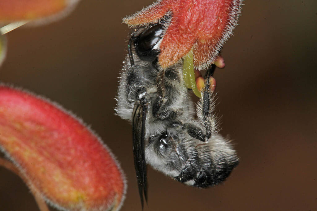 Megachile (Thaumatosoma) remeata, Murchison WA © Marc Newman