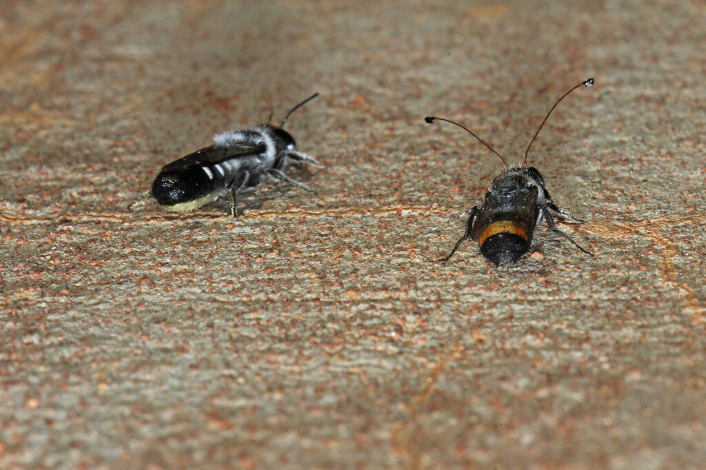 Megachile (Thaumatosoma) remeata, Murchison WA © Marc Newman