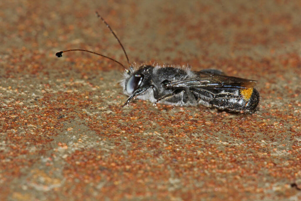 Megachile (Thaumatosoma) remeata, Murchison WA © Marc Newman