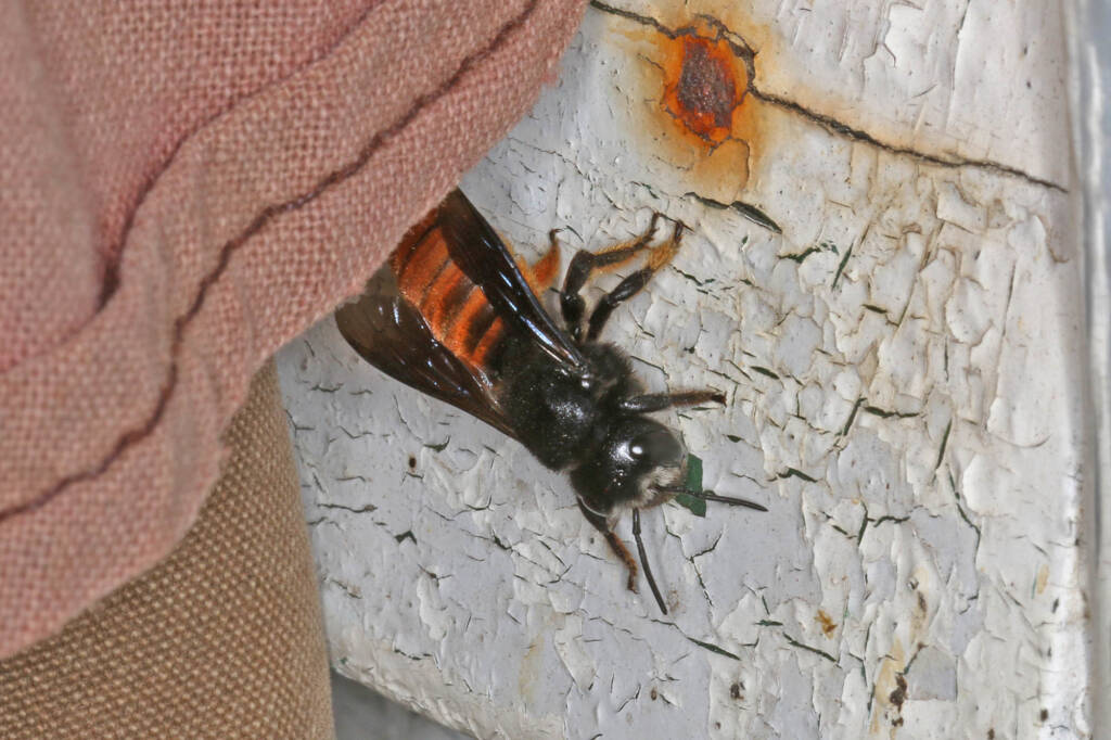 Megachile ustulata © Marc Newman