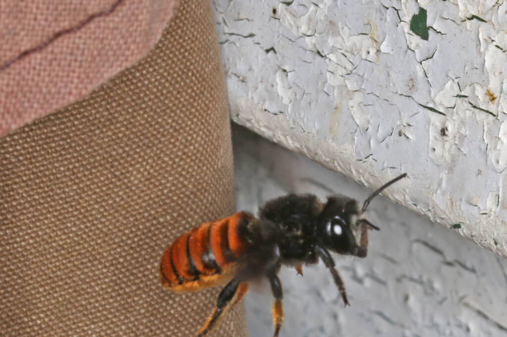 Megachile ustulata © Marc Newman