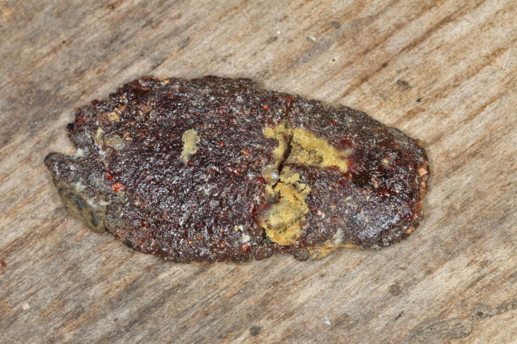 Megachile ustulata (resin collected from the previous season) © Marc Newman