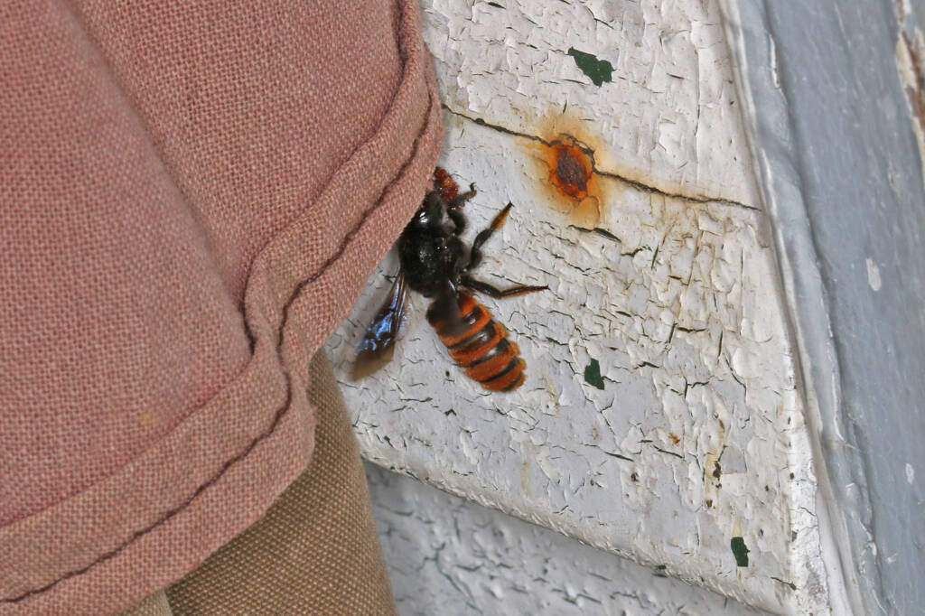 Megachile ustulata © Marc Newman