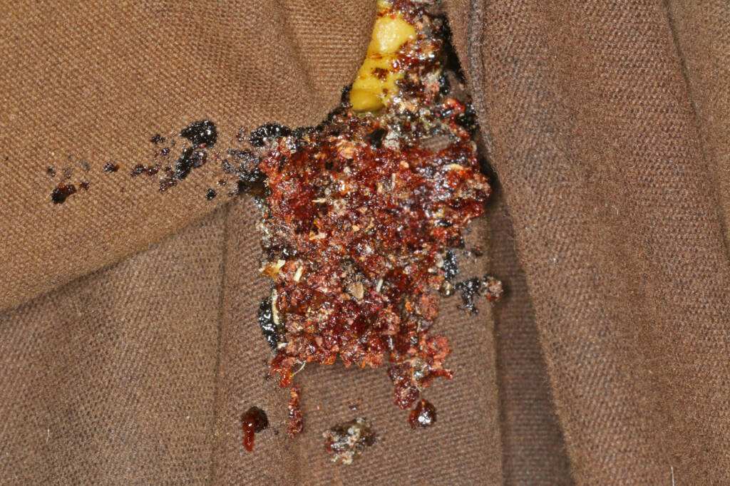 Megachile ustulata (one of the damaged cells) © Marc Newman