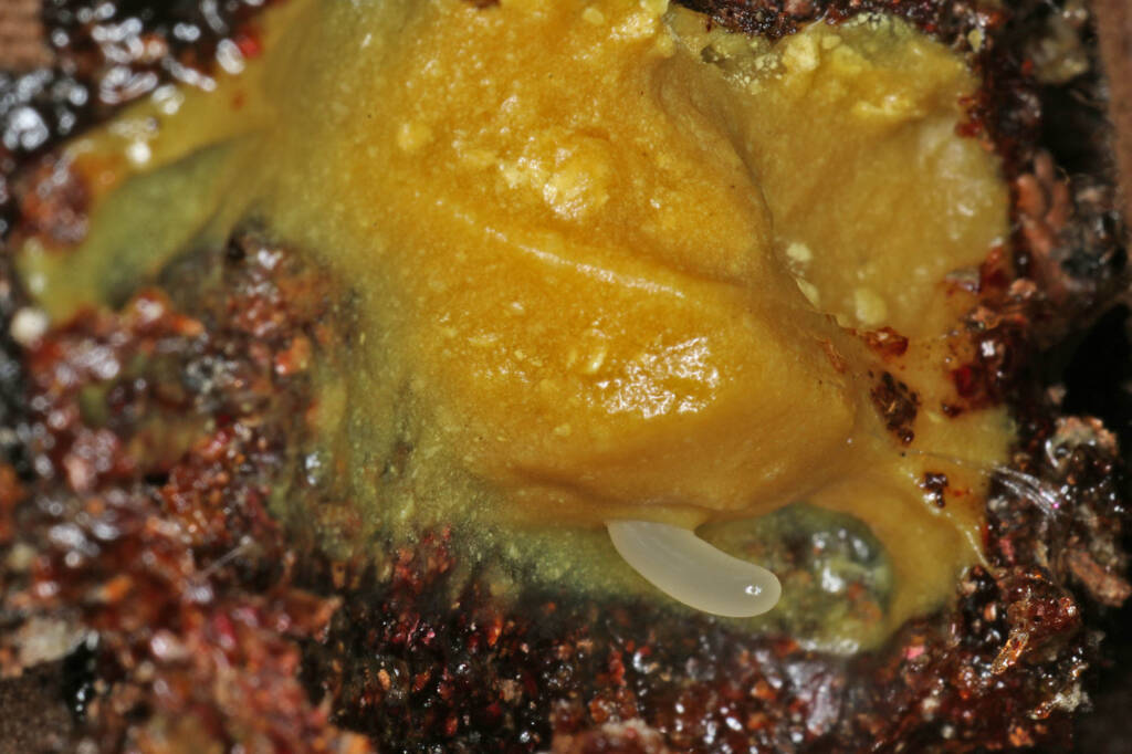 Megachile ustulata (egg in one of the damaged cells) © Marc Newman