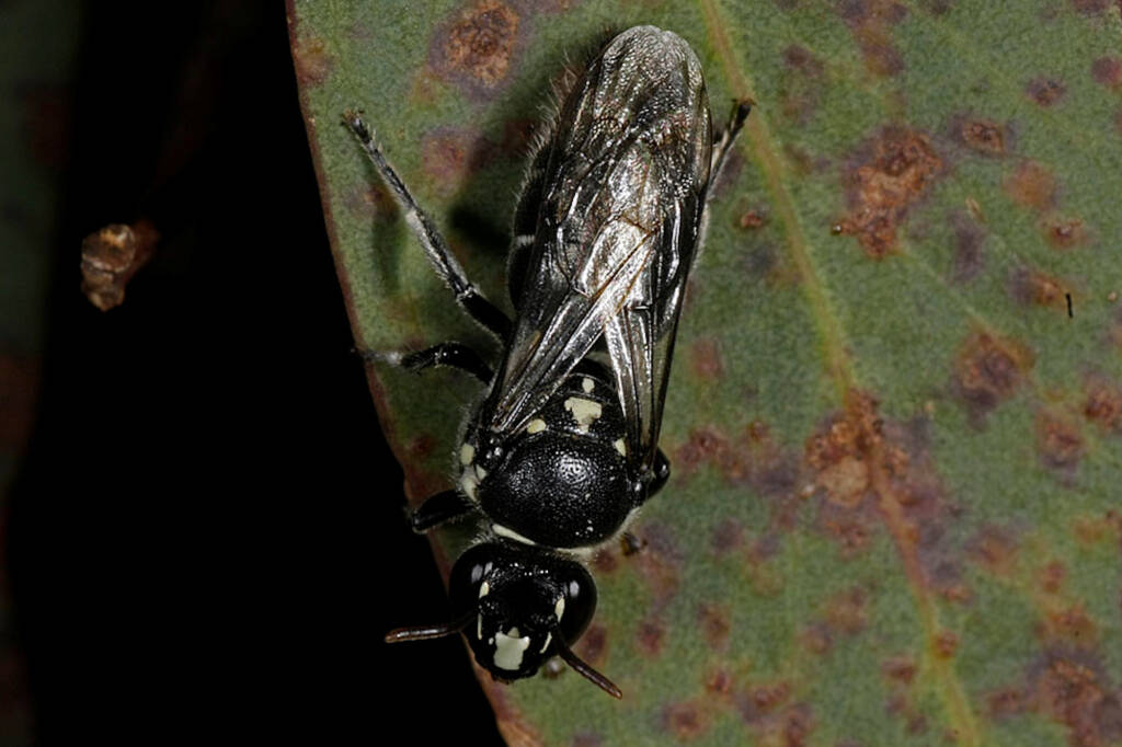 Male Meroglossa impressifrons penetrata © Marc Newman