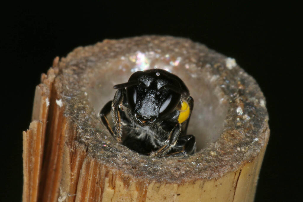 Female Meroglossa itamuca © Marc Newman