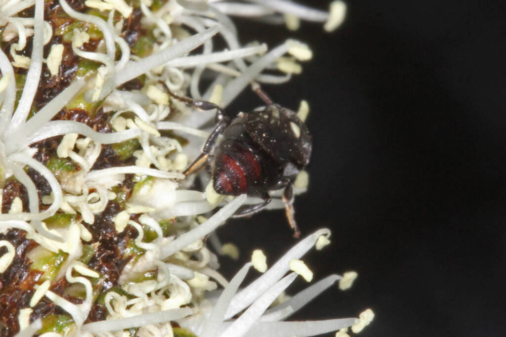 Meroglossa plumifera on Xanthorrhoea johnsonii © Marc Newman
