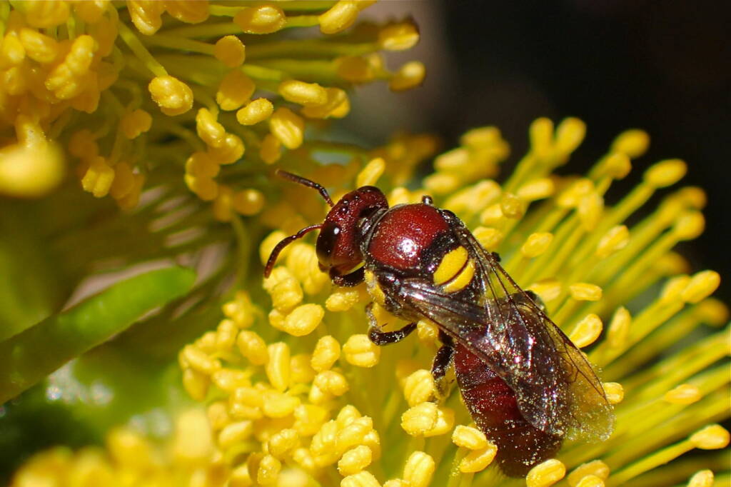 Female Meroglossa rubricata, Midwest WA © Gary Taylor