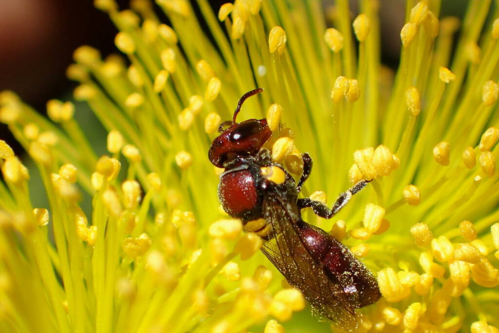 Female Meroglossa rubricata, Midwest WA © Gary Taylor
