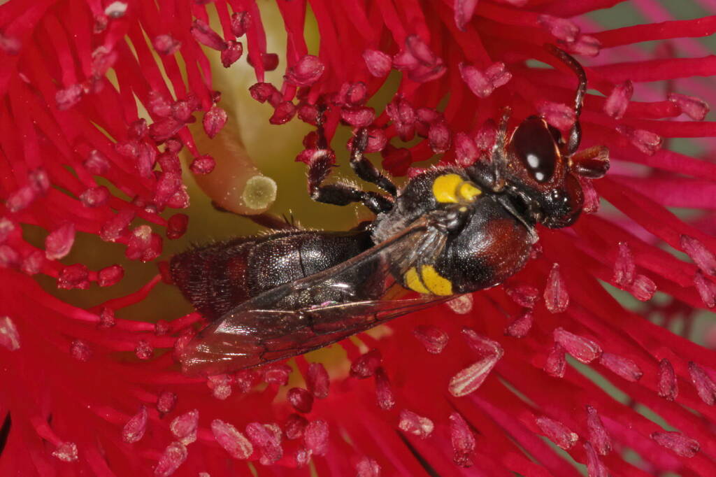 Meroglossa rubricata © Marc Newman