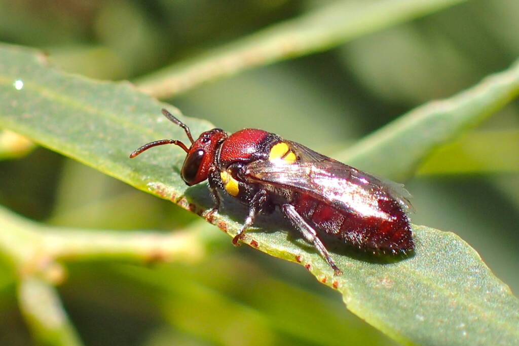 Female Meroglossa rubricata, Midwest WA © Gary Taylor