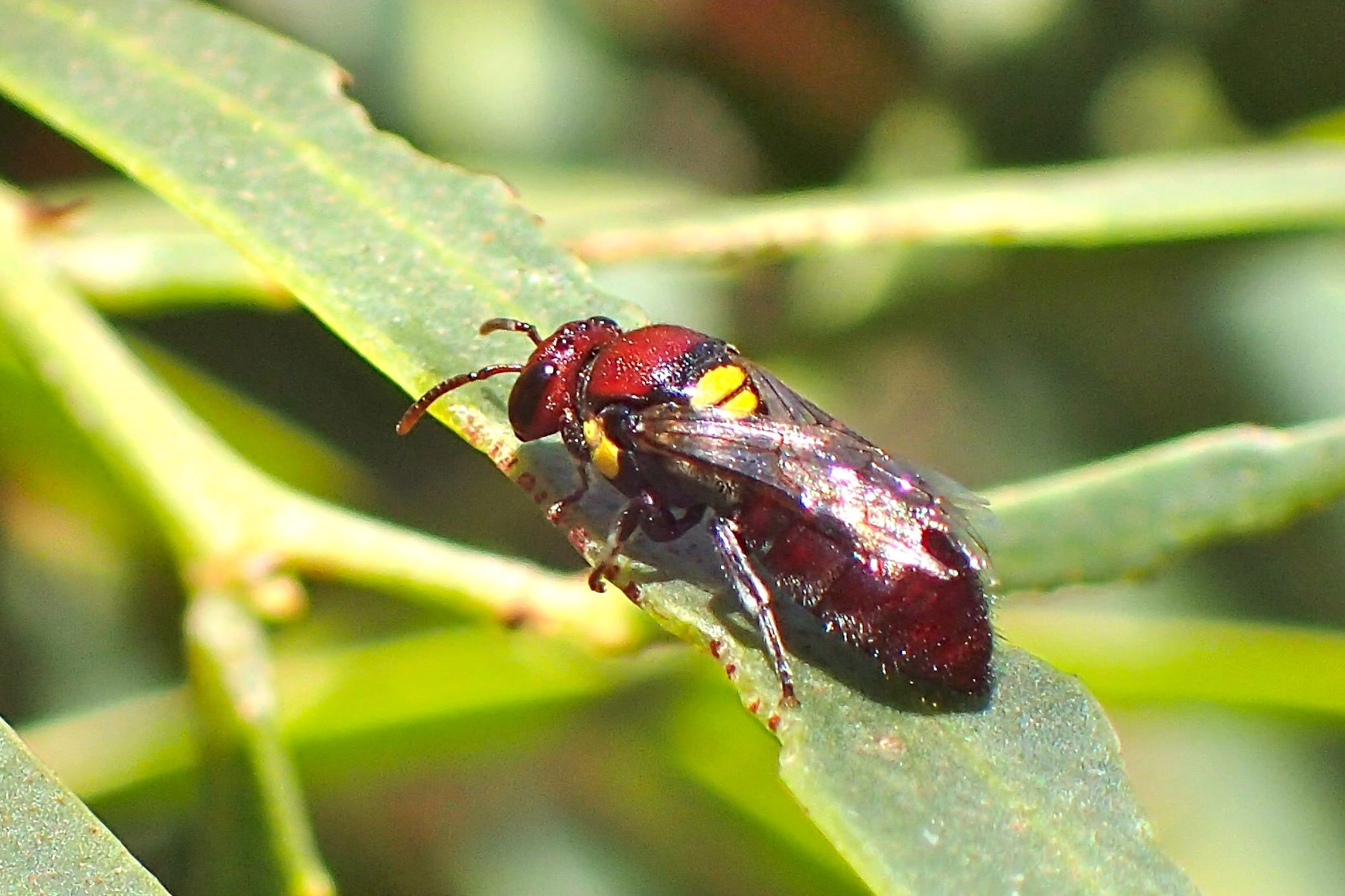 Female Meroglossa rubricata, Midwest WA © Gary Taylor