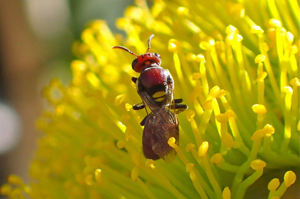 Meroglossa rubricata, Midwest WA © Gary Taylor