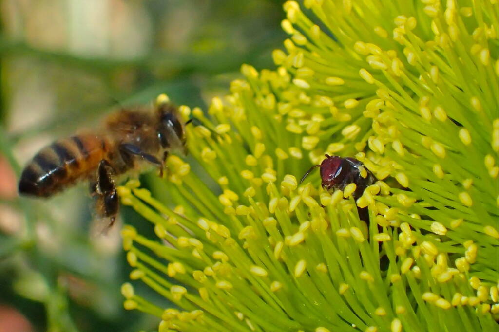 Meroglossa rubricata (Ruby and the Euro), Midwest WA © Gary Taylor