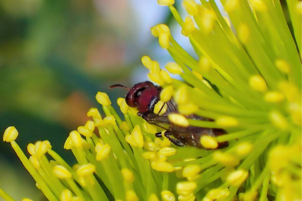 Meroglossa rubricata, Midwest WA © Gary Taylor
