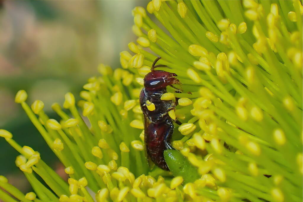 Meroglossa rubricata, Midwest WA © Gary Taylor