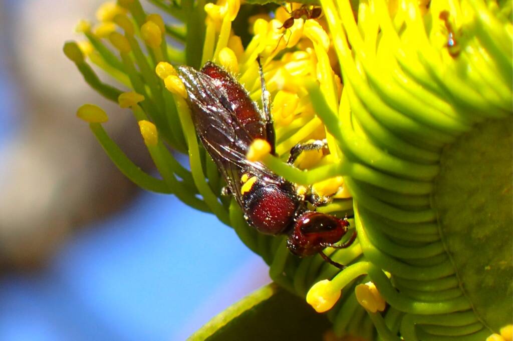 Meroglossa rubricata, Midwest WA © Gary Taylor